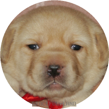 女の子(レッド母犬ベローナ)